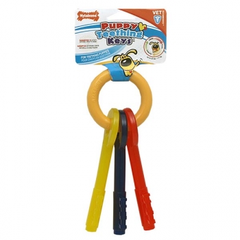 Hunde Zahn Schlüssel